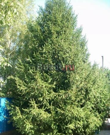 Ель натуральная 6-8м Краснодар