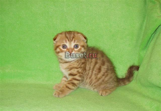 Вислоухие котики и кошечка Москва