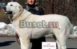 Алиментный щенок сао  3 мес, девочка Санкт-Петербург