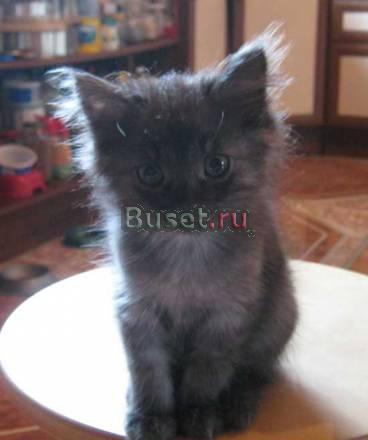 Подарю котенка Москва