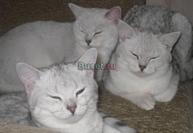 Британские котики (шиншиллы) м. ясенево Москва
