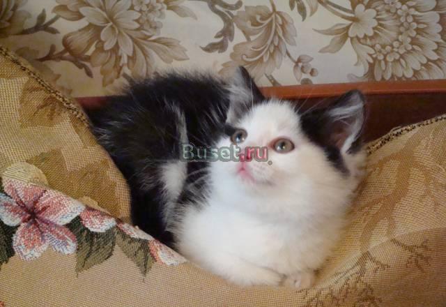 Котенку  нужен дом Москва