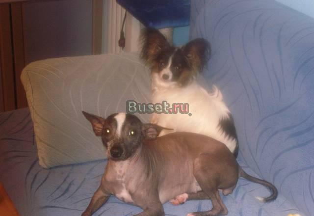 Мексиканская голая собака. Мини. 4года Москва