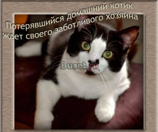 Потерявшийся домашний котик ищет нового хозяина Санкт-Петербург