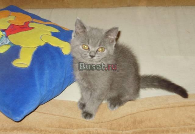 Скоттиш-страйт  девочка  голубого  окраса Санкт-Петербург