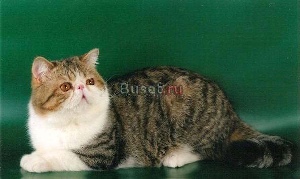 Экзотический кот приглашает на вязку Санкт-Петербург