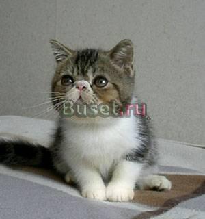 Экзотический котик Москва