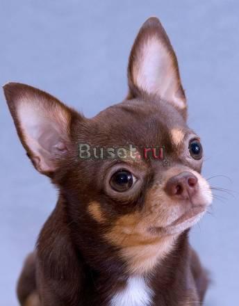 Чихуахуа кобель приглашает на вязку Москва