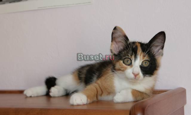 Котенок в добрые руки Москва