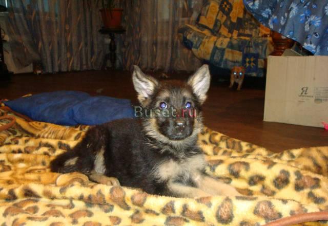 С красной родословной Екатеринбург