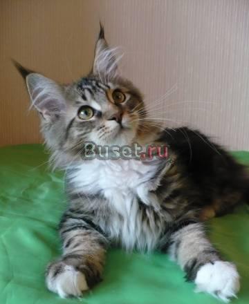 Мейн -кун котята Москва