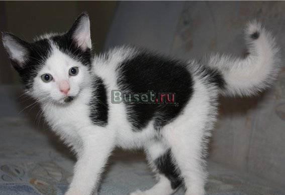 Самый красивый котенок пет-мол ищет дом Санкт-Петербург