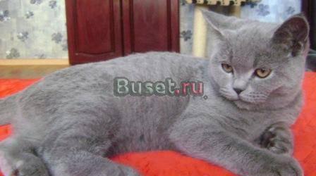 Очаровашки- шотландские котята хайленды и страйты Москва
