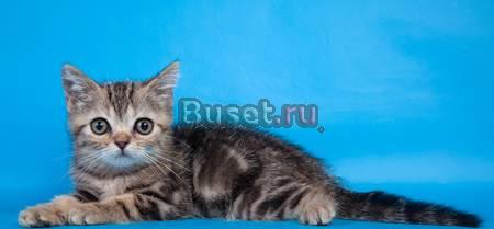 Шотландские фолд и страйт котята Москва
