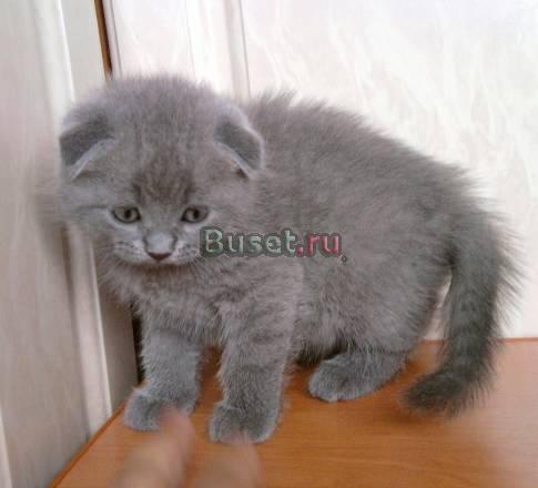 Голубая вислоухая девочка Москва