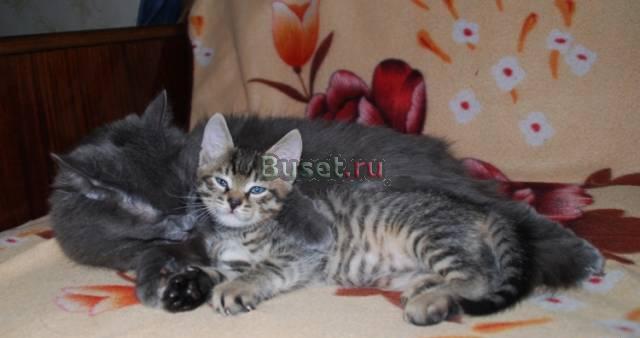 Красивый игривый котик Нижний Новгород