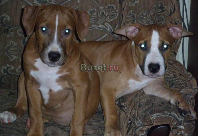 Щенки аст Белгород