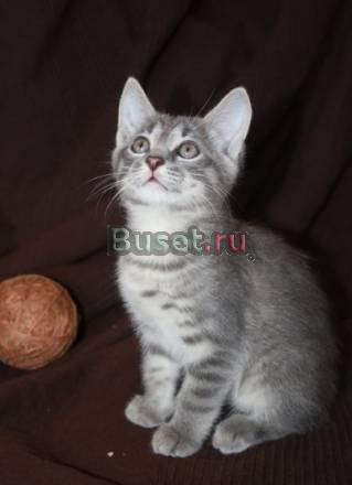 Котенок ищет дом Москва