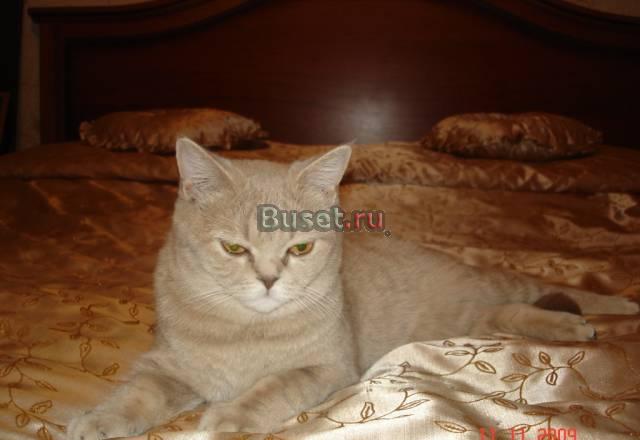 Ищу кота для вязки Саратов