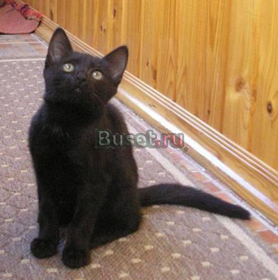 Черный котёнок Воскресенск