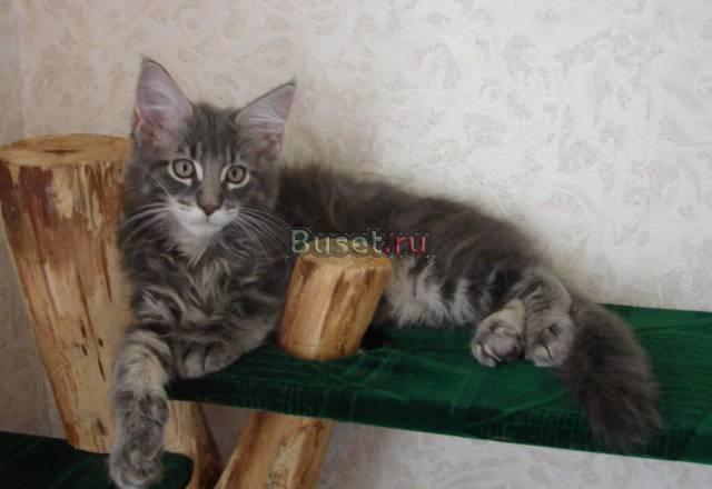 Продажа котят мейн кун Санкт-Петербург