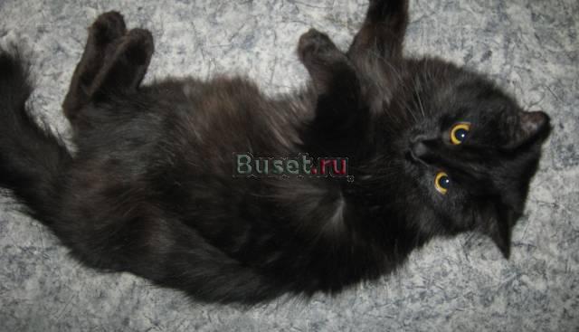 Ищем жениха для вязки Красноярск