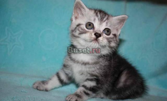 Клубные котята г.Ивантеевка Москва