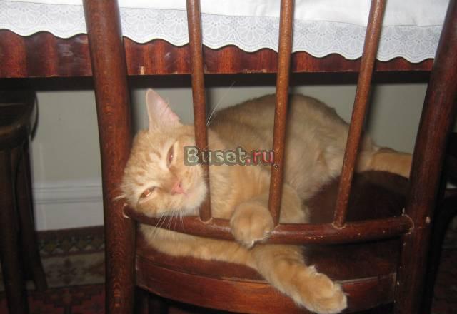 Отдам кота в добрые руки Казань