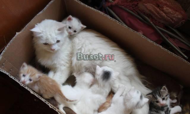 Отдам котят в добрые руки Москва