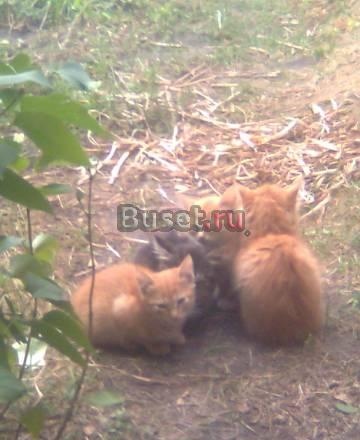 Котята Рязань