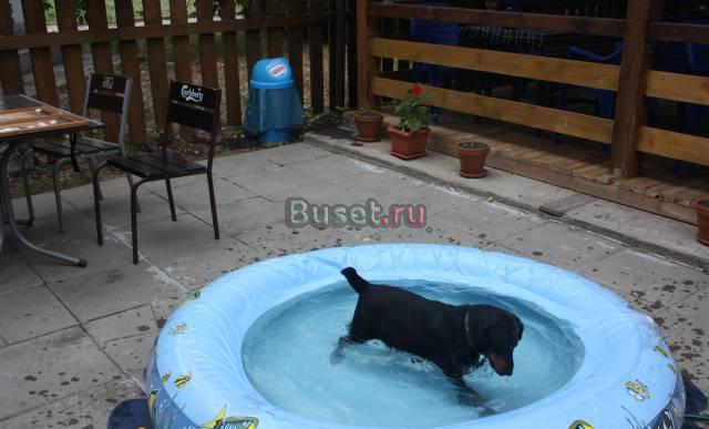 Отдадим 4 летнего яга в хорошие руки Москва