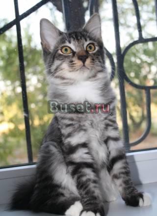 Котик Курильского бобтейла.3,5 месяца Ростов-на-Дону
