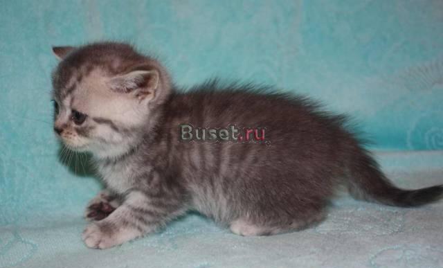 Клубные котята г.Ивантеевка Москва