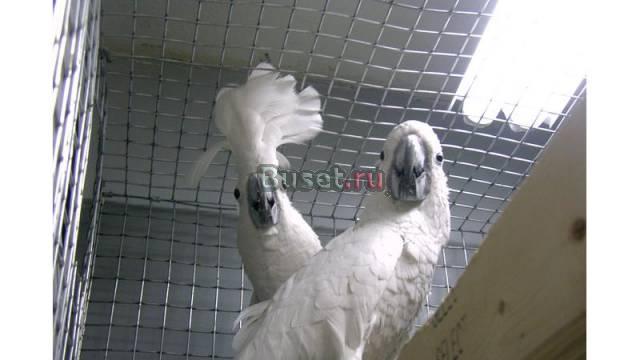 Зонтик какаду доступных Санкт-Петербург
