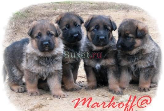 Немецкая овчарка щенки от рабочих родителей Москва