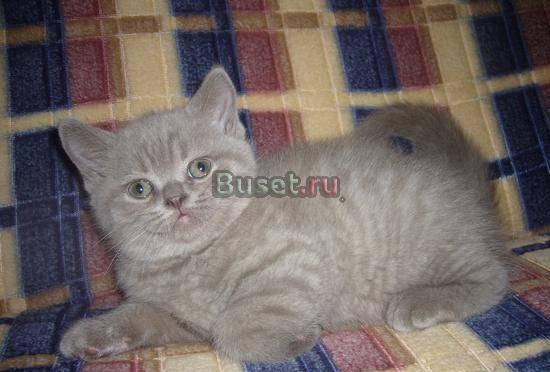 Британские котята клубного разведения Екатеринбург