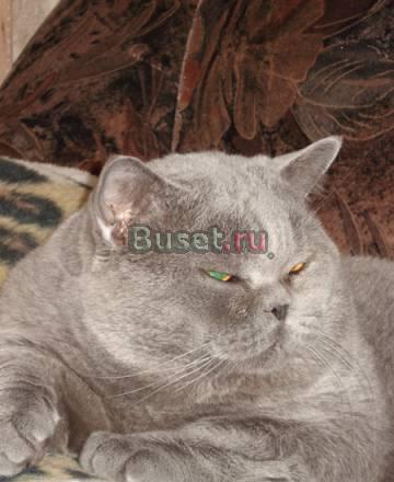 Плюшевый британский котенок Москва