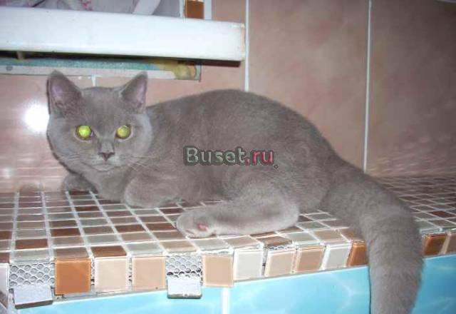 Британский котенок лилового окраса Екатеринбург