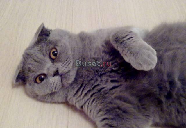Шотландские котятки Москва