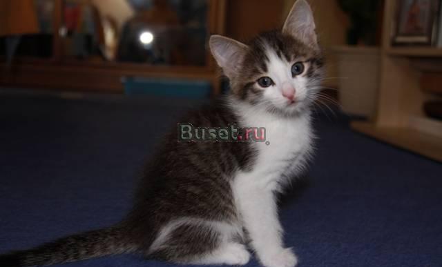 Отдаем котенка в добрые руки Москва