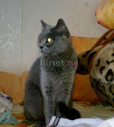 Шотландская кошечка 1,5 года Саратов
