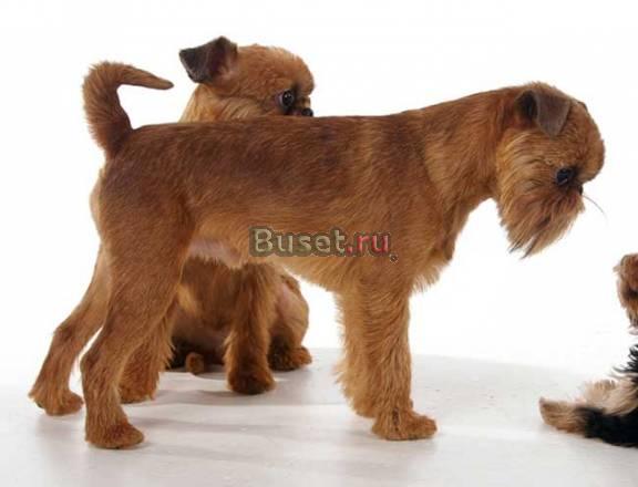 Профессиональная стрижка собак и кошек Новосибирск