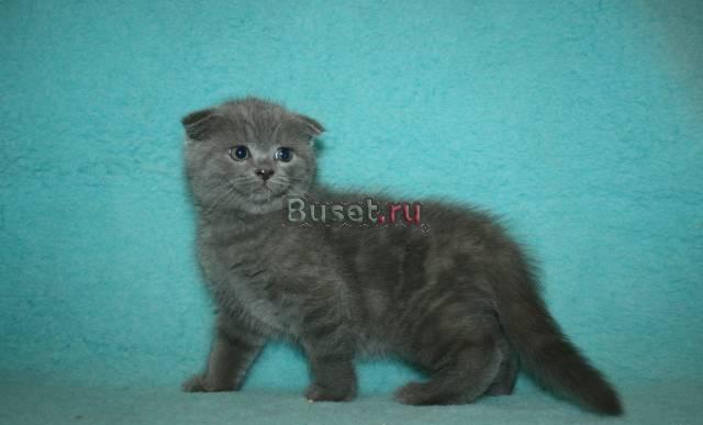 Британские и Шотландские Вислоухие котята-Звезды Москва