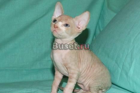 Котята Канадского Сфинкса Москва