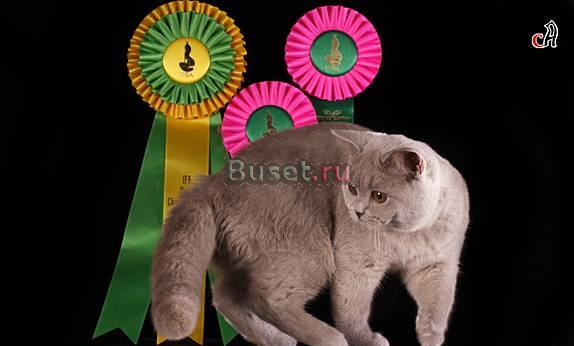 Британская лиловая девочка Москва