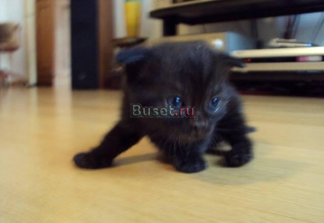 Черный шотландский вислоухий котенок Москва