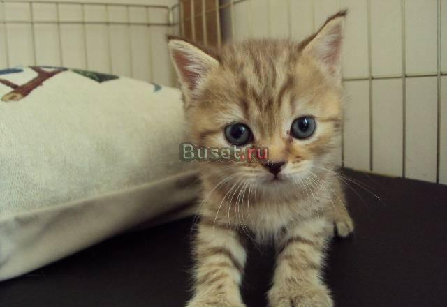 Шотландские котята Санкт-Петербург