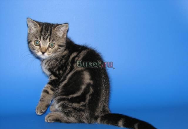 Котенок Британец Мраморного окраса Санкт-Петербург