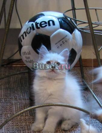 Невские маскарадные котята Москва