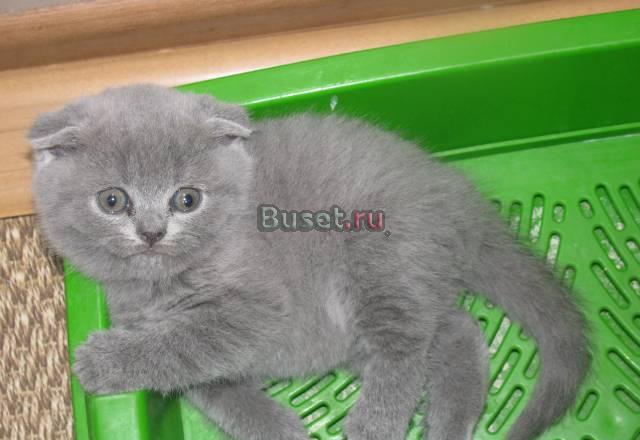 Элитные Шотландские котята (Фолд и Страйт) Нижний Новгород
